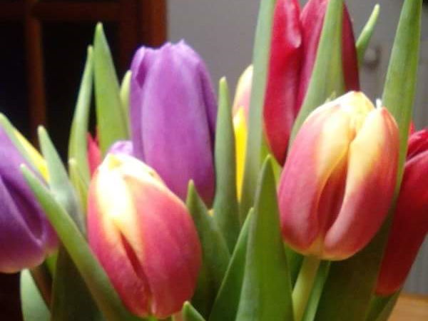 Élménytánc tulipán